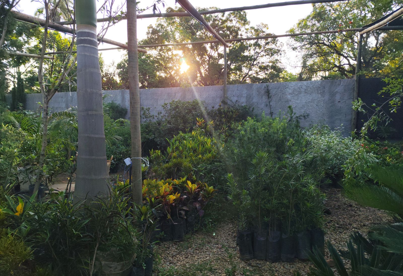Área de plantas do viveiro com o sol entre as árvores