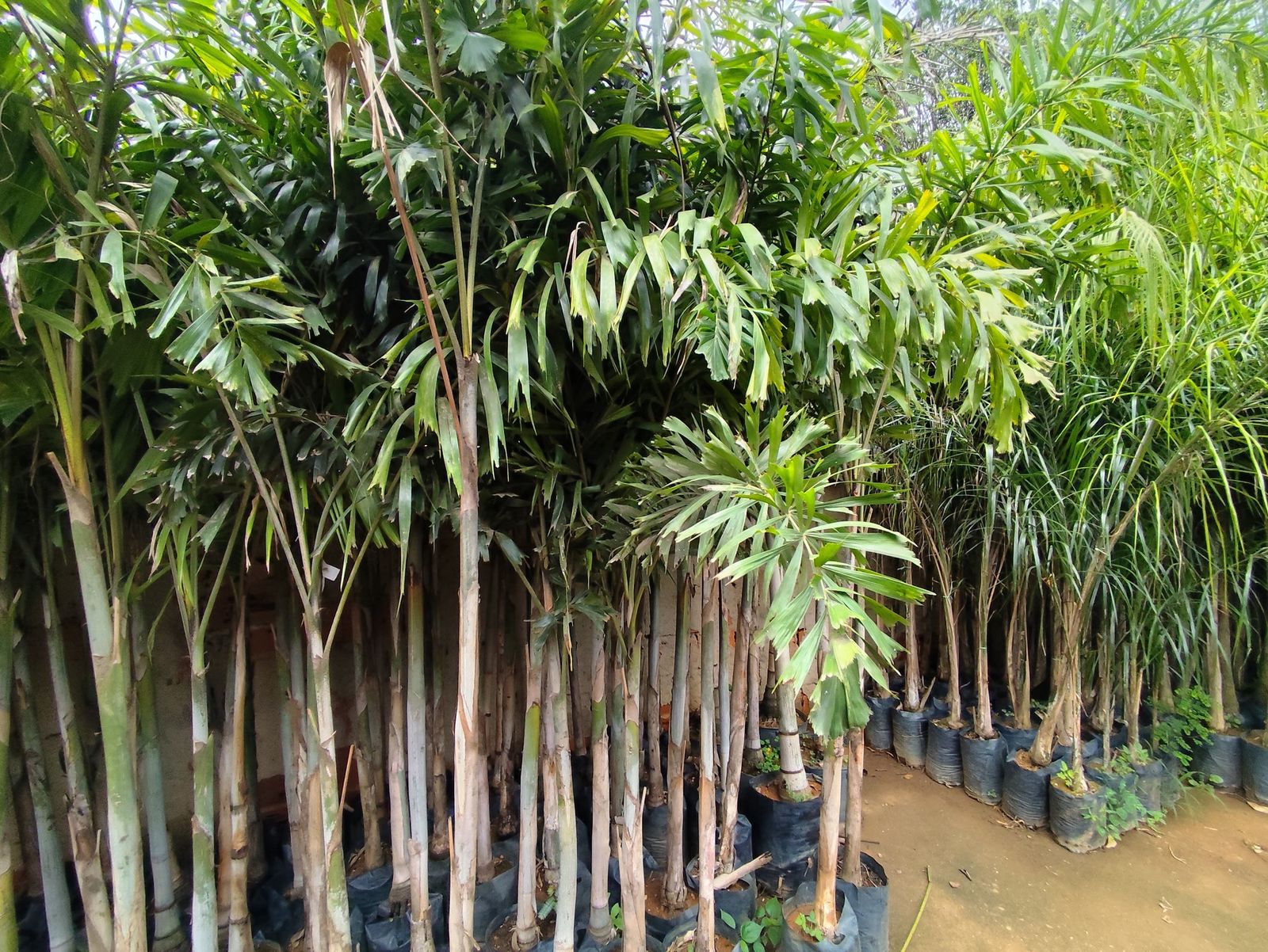 Mudas de areca-bambu