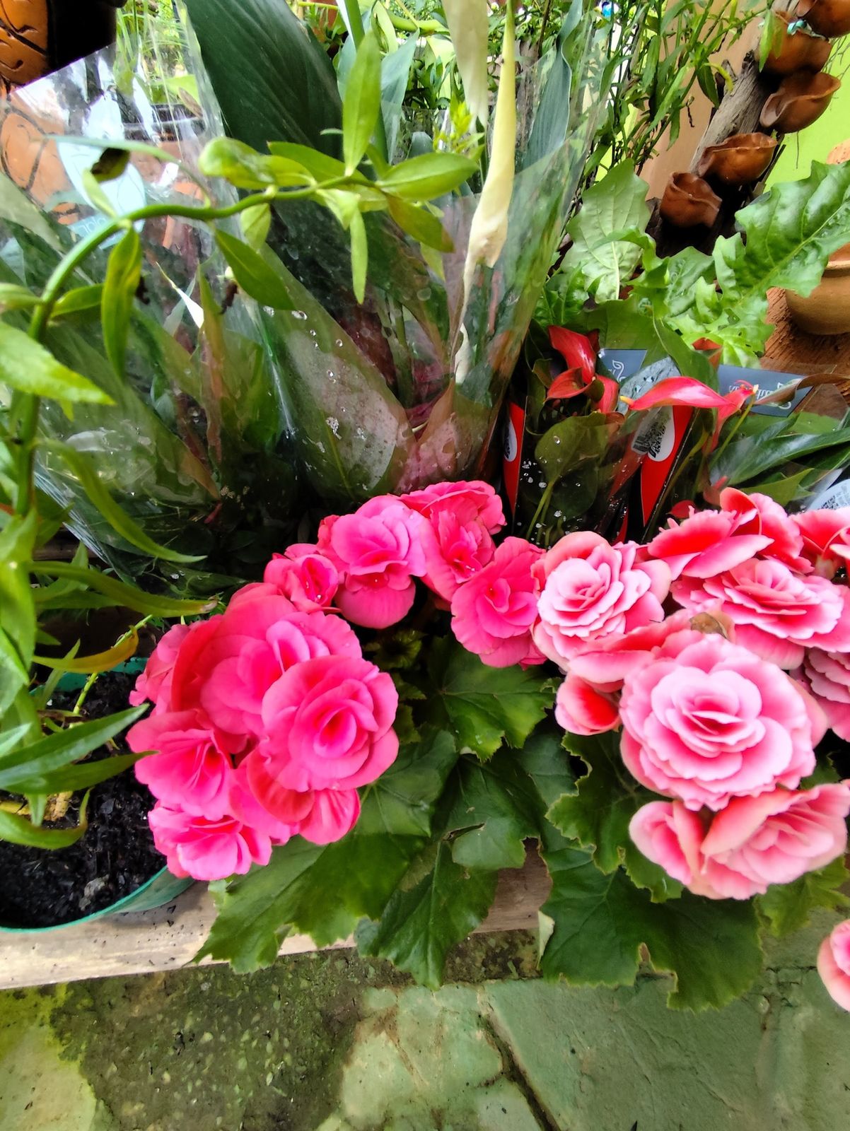 Begônia