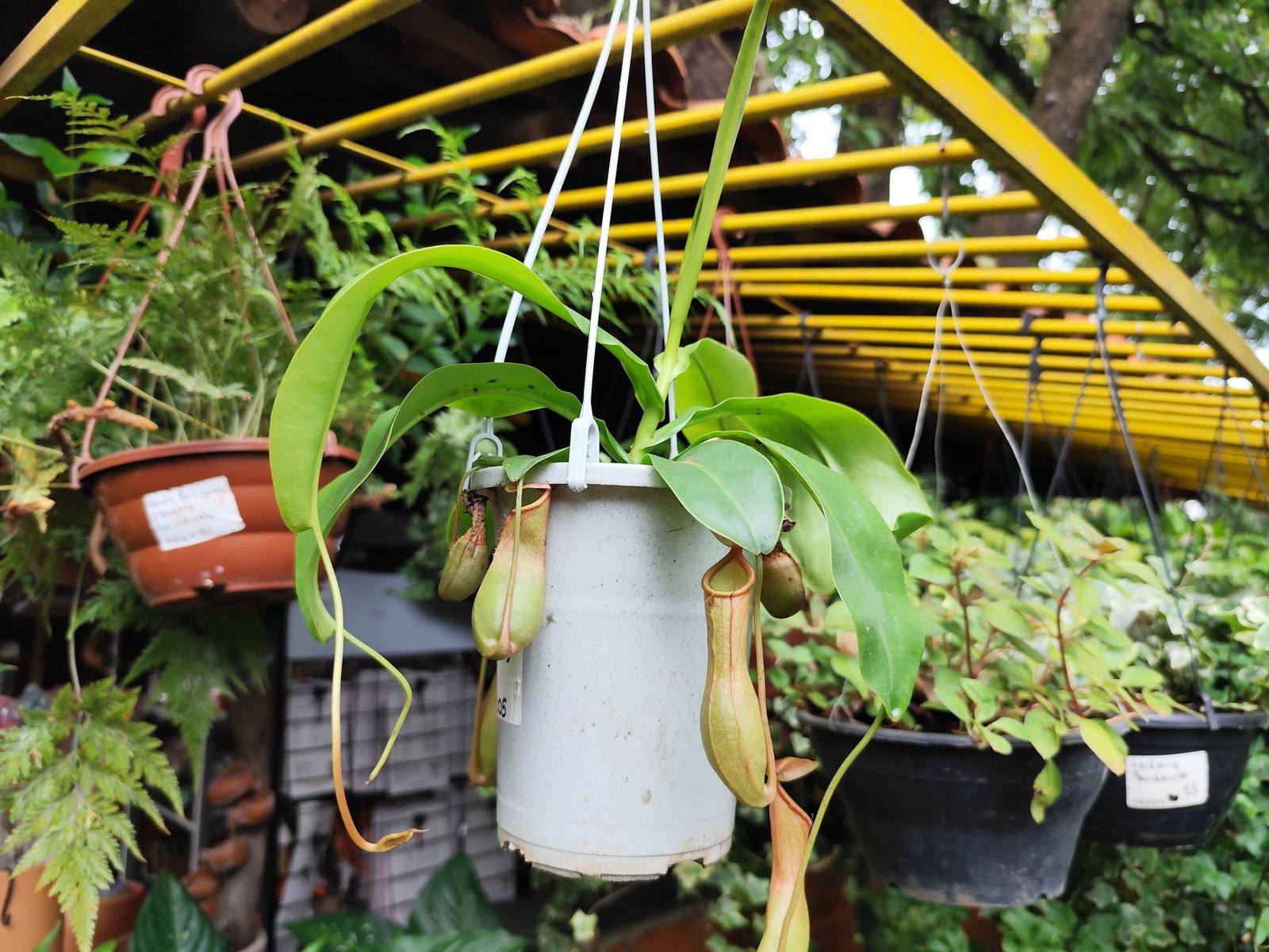 Jarros da Nepenthes pendurados entre outras plantas