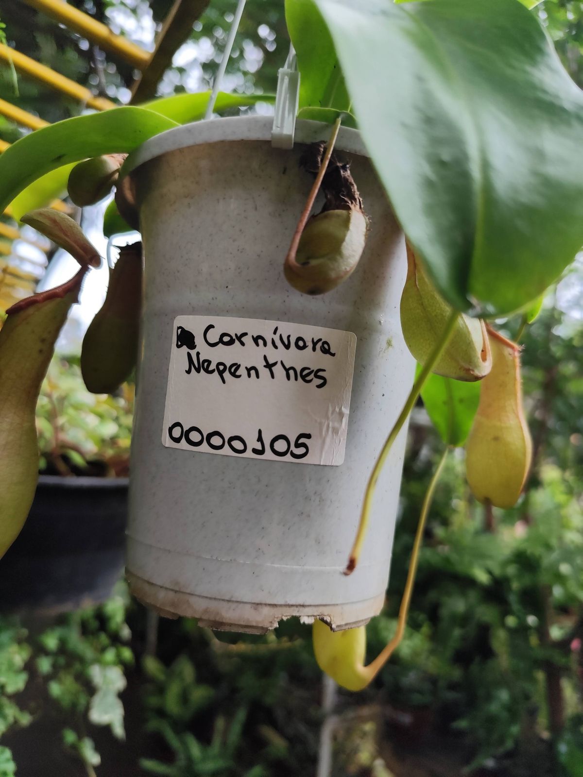 Vaso de Nepenthes com a plaquinha Carnívora Nepenthes na loja