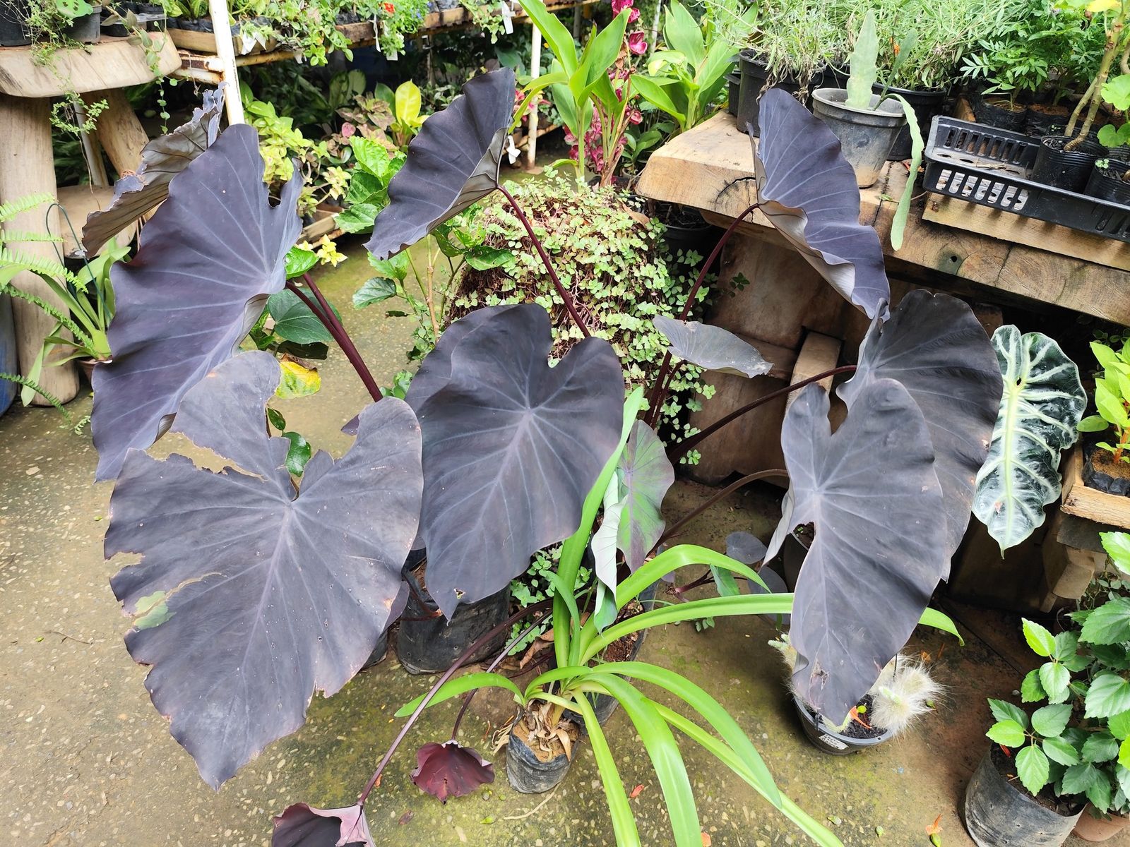 Colocasia-preta