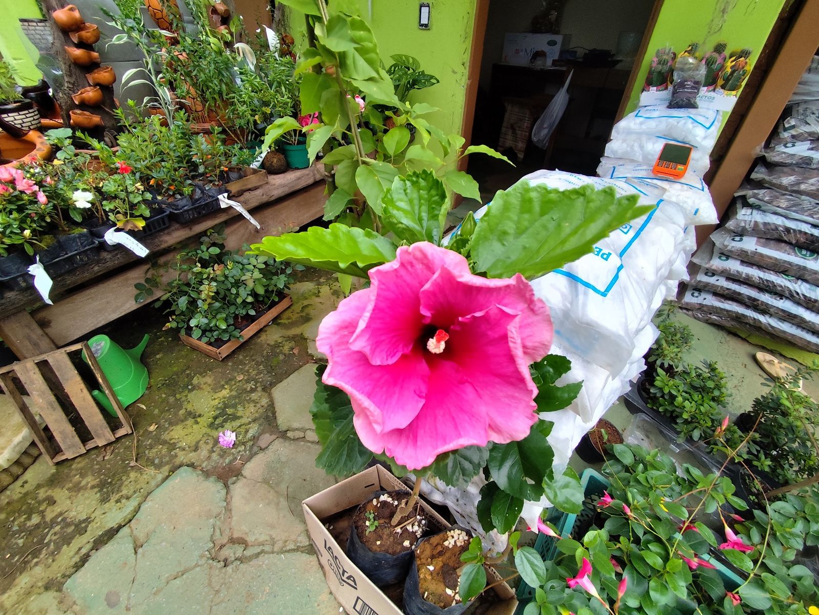 Hibisco