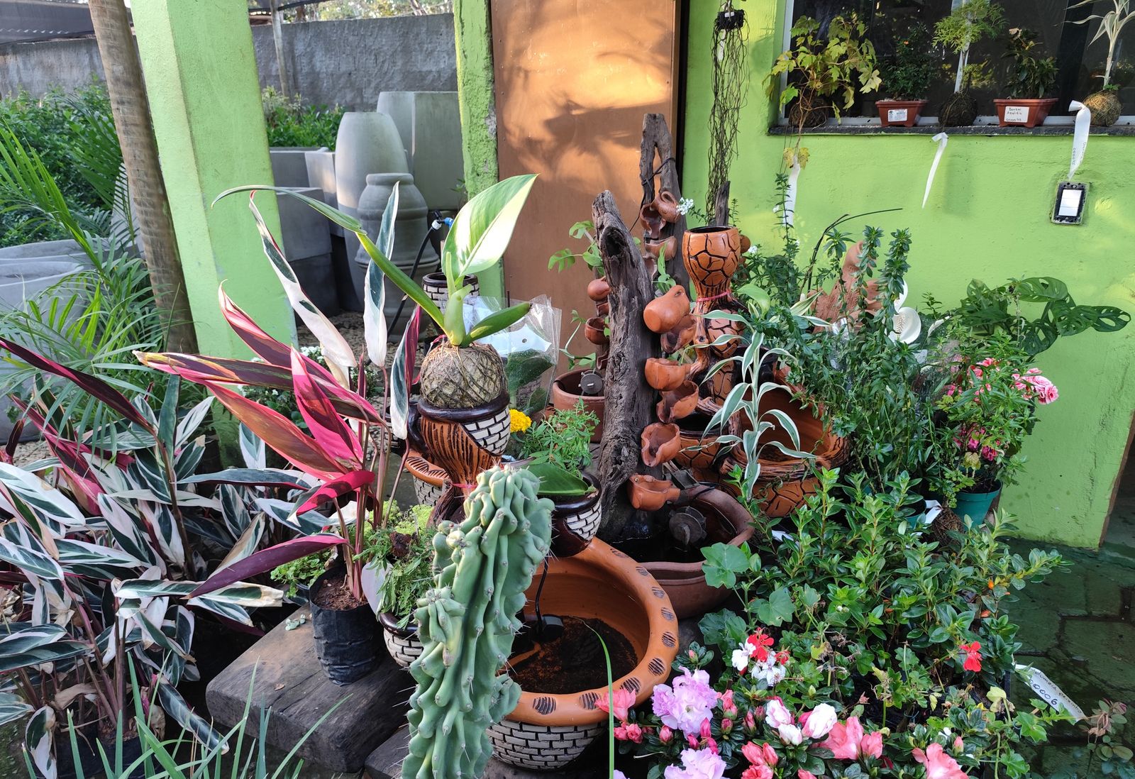Plantas ornamentais e flores coloridas em vasos