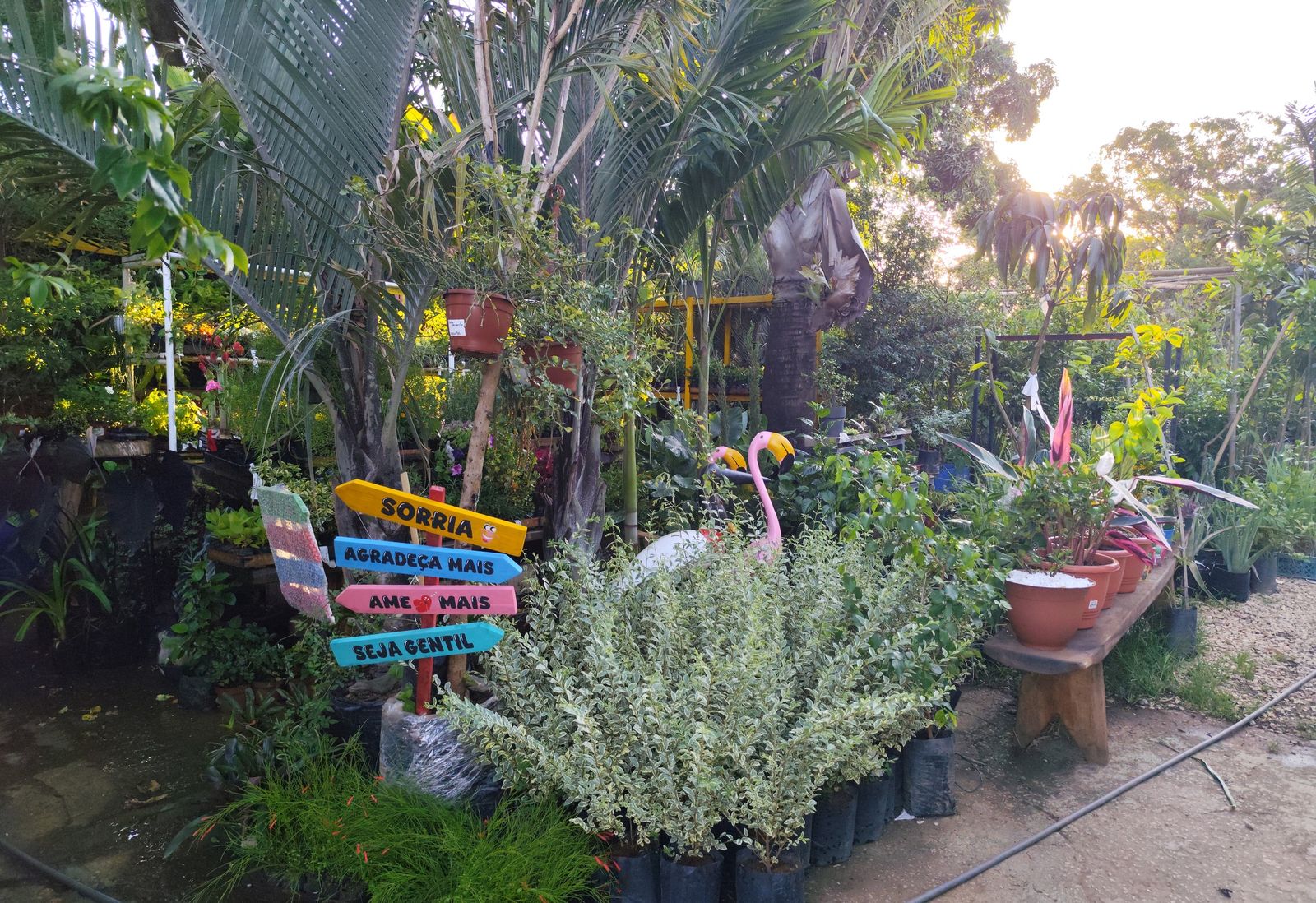 Plaquinhas coloridas e plantas no jardim da loja